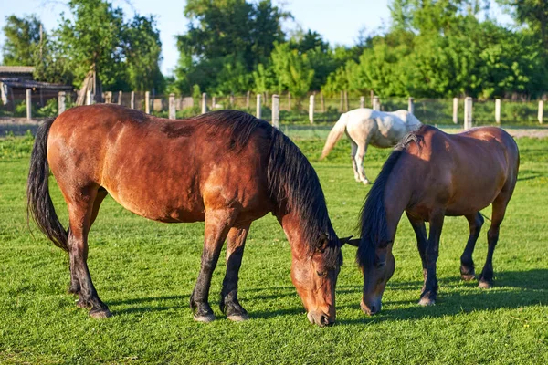 Vackra Friska Vuxna Hästar Betar Grönt Gräs Ängen Temat Jordbruk — Stockfoto