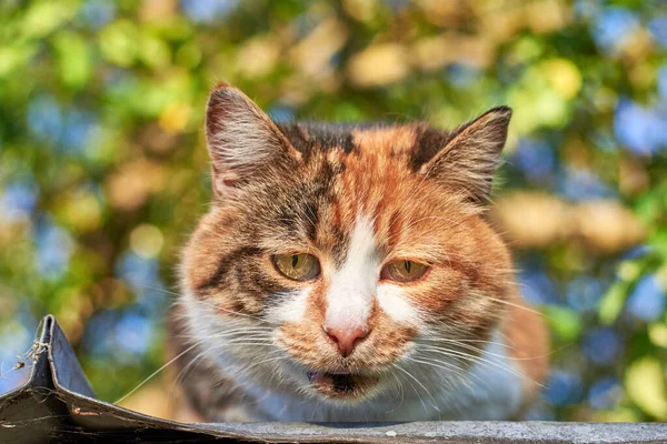 Portrait Triste Chat Sans Abri Mignon Assis Sur Toit Sur — Photo