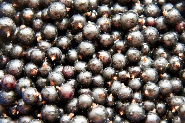 Su damlacıkları, böğürtlen arkaplanı, yakın plan siyah, olgun frenk üzümü.