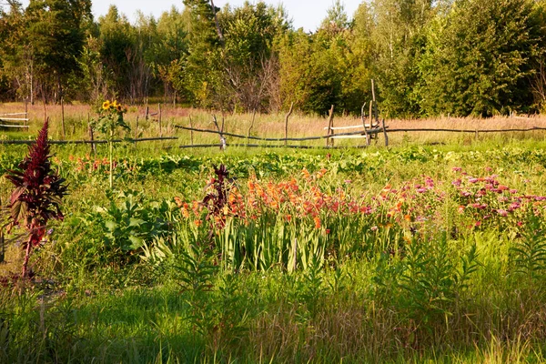 Schöne Blumen Die Sommer Garten Dorf Wachsen — Stockfoto