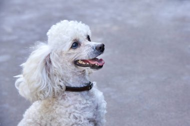 Açık renkli şirin bir kaniş ve şehirde öğleden sonra tasması var.