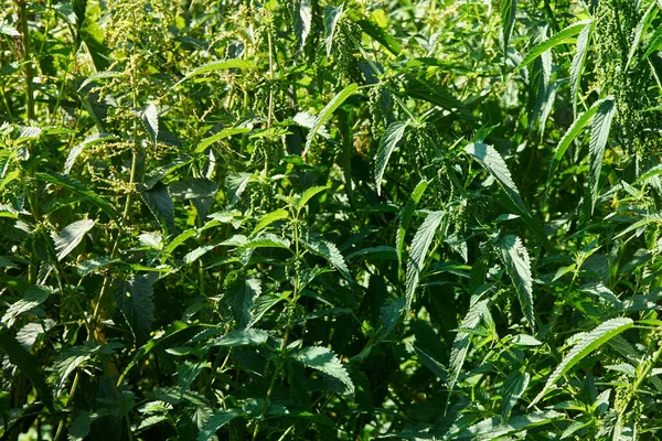 種子と緑の熟したイラクサの巨大な茂み — ストック写真