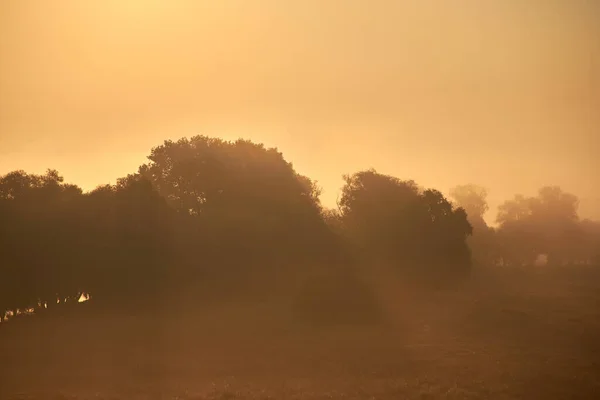 Ciel Lever Soleil Brouillard Dense Sur Prairie Matin — Photo