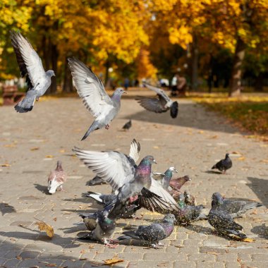 Güvercinler güzel bir sonbahar gününde parkta taş bir yolda tahıl yerler..