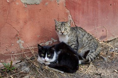 Taş duvarın yanında oturan üzgün bakışlı sevimli evsiz kedi yavruları. Evsiz hayvan temalı..