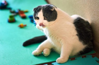 Dilini dışarı çıkaran sevimli, sarkık kulaklı bir kedi çocuk oyuncağıyla bir halıya oturur..