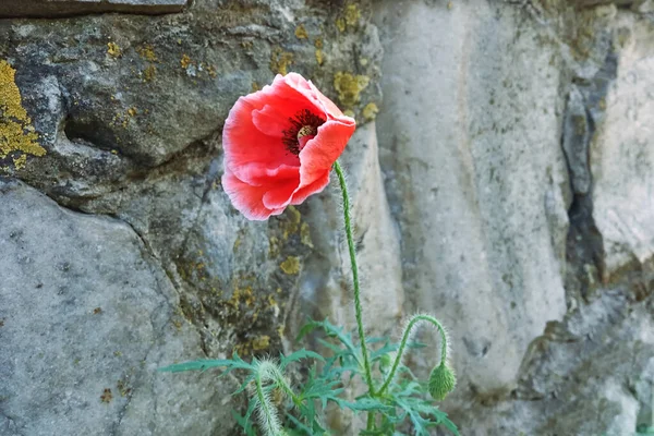Красный Цветок Мака Возле Серой Каменной Стены Наркотическое Растение — стоковое фото