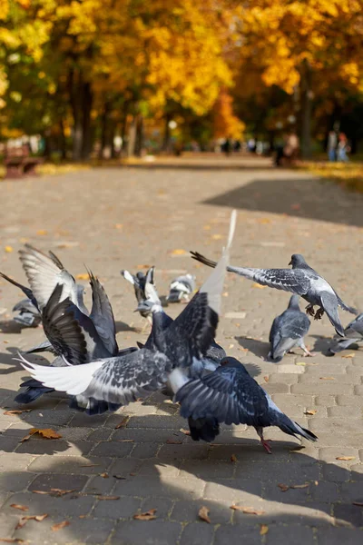 Pigeons Eat Grain Stone Road Park Beautiful Autumn Day — Stock Photo, Image