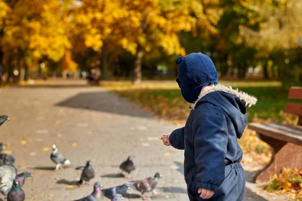 Menino Macacão Chapéu Engraçado Alimenta Pombos Trigo Parque Outono Vista — Fotografia de Stock