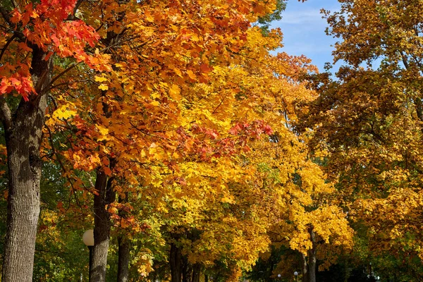 Ahornbäume Mit Gelben Und Roten Blättern Herbst Park Herbstthema — Stockfoto