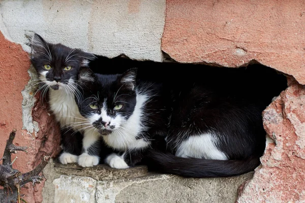 Gatinhos Desabrigados Bonitos Com Olhar Triste Sentado Uma Parede Pedra — Fotografia de Stock