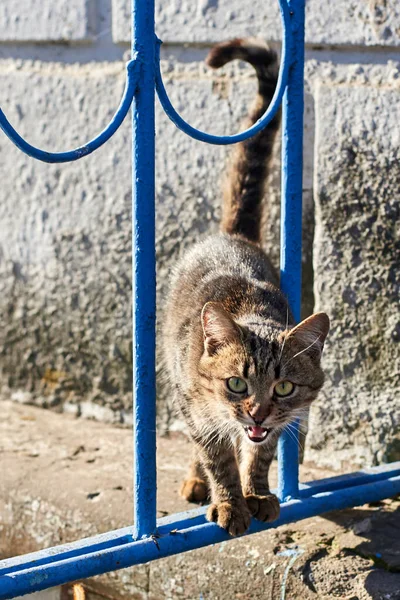 Gato Listrado Vadio Assobios Através Grade Cerca Animal Protege Seu — Fotografia de Stock