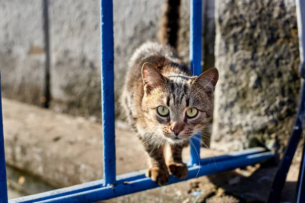 Gato Sem Teto Espreita Através Das Barras Uma Cerca Velha — Fotografia de Stock