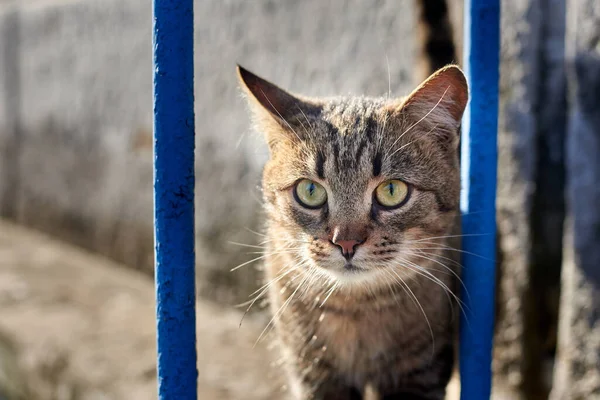 Retrato Gato Sem Teto Espreita Através Das Barras Uma Cerca — Fotografia de Stock