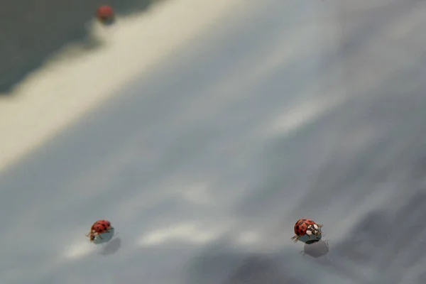 Little Ladybugs Crawl Old Car Window — Stock Photo, Image