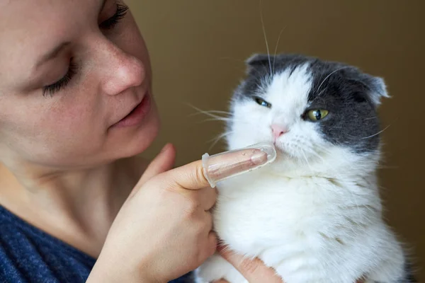Γυναίκα Βουρτσίζει Δόντια Της Γάτας Οδοντόβουρτσα Σιλικόνης Στο Δάχτυλό Της — Φωτογραφία Αρχείου