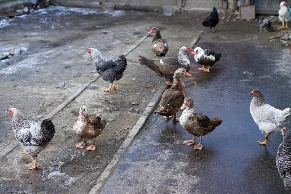 Misk Ördekleri Tavuklar Köydeki Kümes Hayvanları Bahçesinde Yürür — Stok fotoğraf