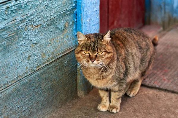 Chat Aux Yeux Étroits Tient Dans Cour Une Vieille Maison — Photo