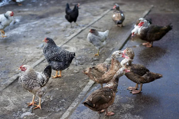 Misk Ördekleri Tavuklar Köydeki Kümes Hayvanları Bahçesinde Yürür — Stok fotoğraf