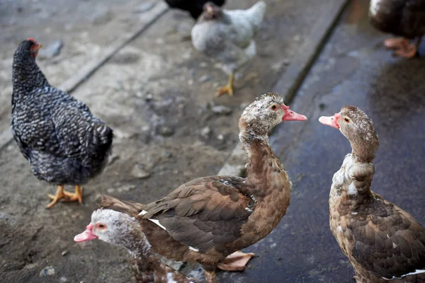 Misk Ördekleri Tavuklar Köydeki Kümes Hayvanları Bahçesinde Yürür — Stok fotoğraf