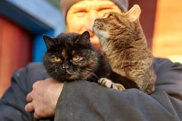 Cena Rural Homem Camisola Gasta Abraça Dois Gatos Bonitos Perto — Fotografia de Stock