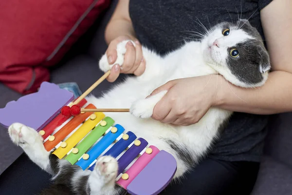 Милий Кіт Його Власник Грають Музичному Інструменті Ксилофон — стокове фото