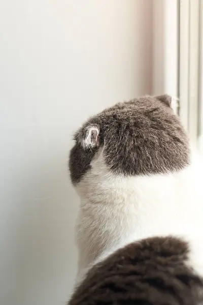 Lop Eared Kat Beledigd Door Zijn Eigenaren Draaide Zich Naar — Stockfoto