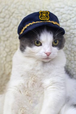 Portrait of a cute funny cat in a police hat. clipart