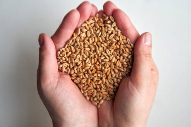 Olgunlaşmış buğday taneleri bir kadının ellerinde, sonbaharda hasat ediliyor..