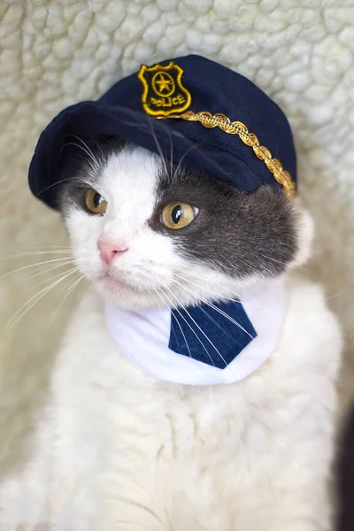 Ritratto Simpatico Gatto Cappello Della Polizia Cravatta — Foto Stock