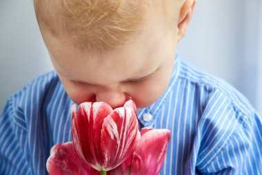 Gömlek giymiş iki yaşında tatlı bir çocuk kırmızı lale kokusu alıyor..