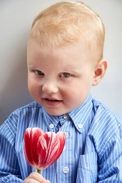 Милый Двухлетний Мальчик Рубашке Держит Красный Тюльпан — стоковое фото