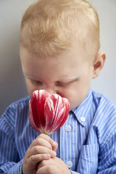 Lindo Niño Dos Años Una Camisa Huele Olor Tulipán Rojo — Foto de Stock
