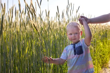 Çocuk buğday tarlasının yanına gider ve dikenlere dokunur, çocuk annesinin elini tutar..