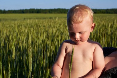 Çocuk, doğanın keyfi için buğday tarlasında dikenlere dokunur..