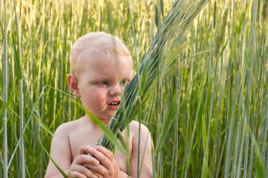 Sarışın, çıplak bir çocuk yazın bir buğday tarlasında dikeni ile duruyor. Doğayla bağlantı teması:.