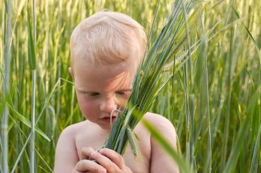 Sarışın, çıplak bir çocuk yazın bir buğday tarlasında dikeni ile duruyor. Doğayla bağlantı teması:.