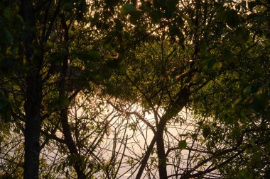 Gün batımında, ağaçların ve çalıların arasında sakin bir nehir..