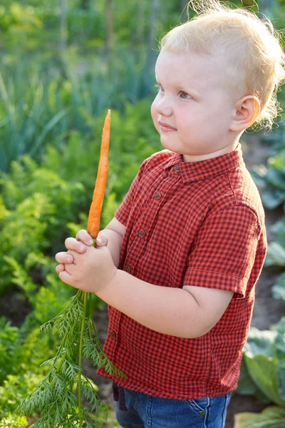 Little Boy Standing Garden Home Grown Organic Carrots — Stock Photo, Image