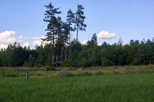 Umzäunter Garten Und Wald Dahinter Saftig Grünes Gras Sommerzeit — Stockfoto