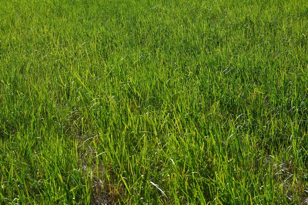 牧草地で緑の若い多肉植物の草の写真 夏時間 — ストック写真