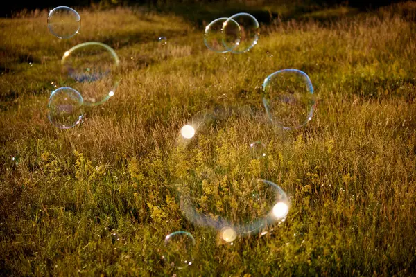 牧草地や日光の背景に明るい光沢のあるシャボン玉 美しい夏の背景 焦点画像の外 — ストック写真