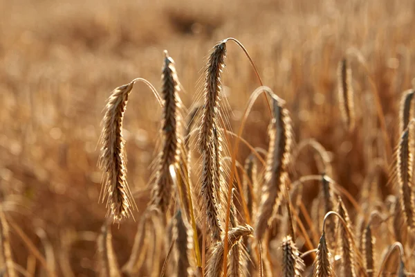 黄金の色の熟した小麦の小穂 収穫する準備ができて — ストック写真