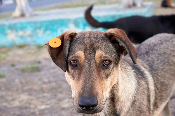 Portré Egy Nagyon Szomorú Kutyáról Aminek Cédula Van Fülében Város — Stock Fotó