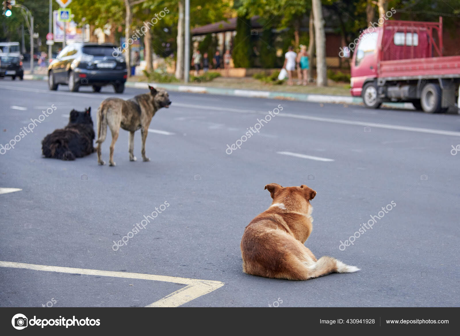 Flock Stray Dogs Roadway City Street Problem Stray Animals Stock Photo by  ©osobystist 430941928