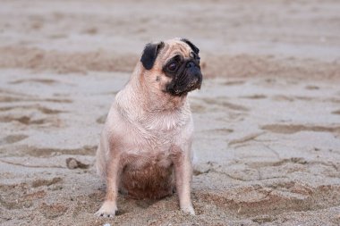 Şirin pug gün doğumunda kumlu bir sahilde oturuyor..