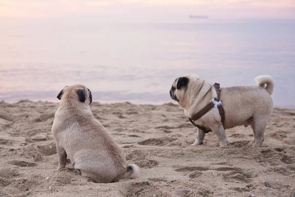 Dos Lindos Pugs Caminan Una Playa Arena Junto Mar Amanecer — Foto de Stock