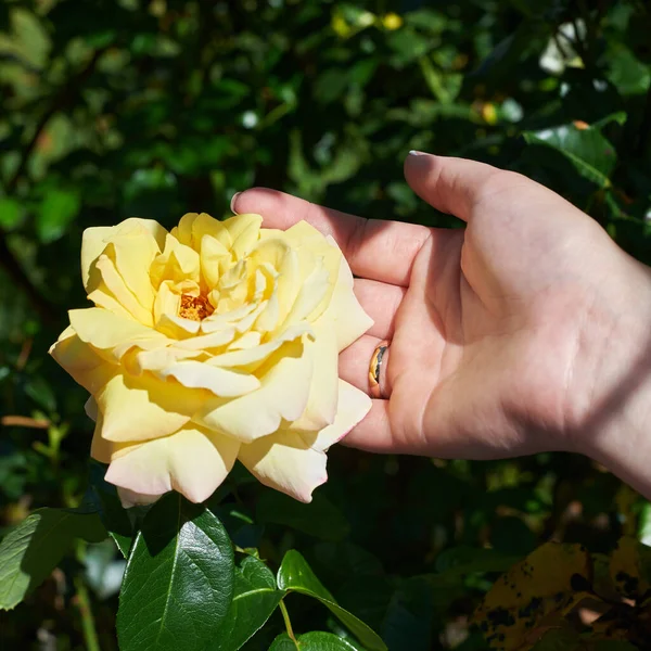 Gold ring on the finger of the bride near a yellow rose flower, wedding day.