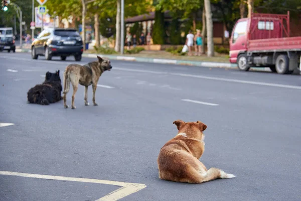 Egy Csapat Kóbor Kutya Úton Egy Városi Utcában Kóbor Állatok — Stock Fotó