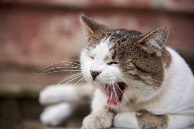 Şirin bir kedi bankta uzanıyor ve sokakta esniyor..